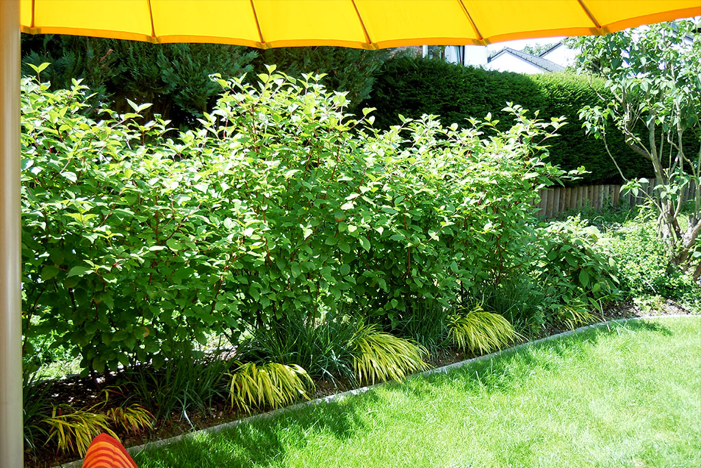 10-005-G-Schweitzer-1